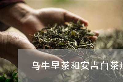 乌牛早茶和安吉白茶那个好/2023033115158