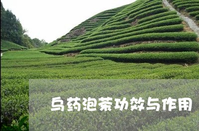 乌药泡茶功效与作用/2023041619472