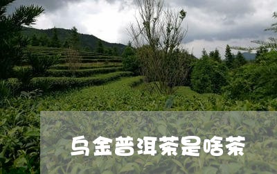 乌金普洱茶是啥茶/2023041372627