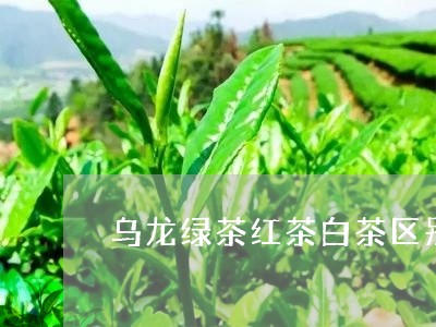 乌龙绿茶红茶白茶区别在哪/2023033197361