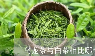 乌龙茶与白茶相比哪个好些/2023033156461