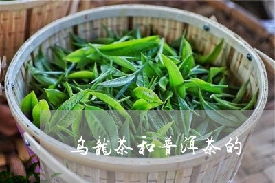 乌龙茶和普洱茶的/2023041359591