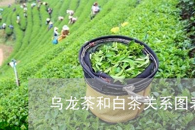 乌龙茶和白茶关系图表对比/2023033179525