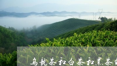 乌龙茶和白茶和黑茶的区别/2023033100684