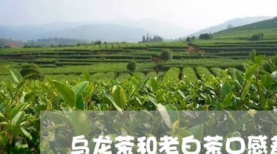 乌龙茶和老白茶口感差不多/2023033147368