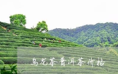 乌龙茶普洱茶价格/2023041110824