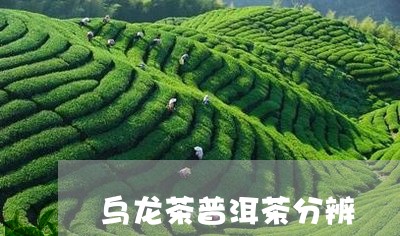 乌龙茶普洱茶分辨/2023041146049