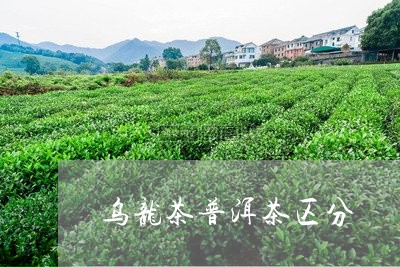 乌龙茶普洱茶区分/2023041184926