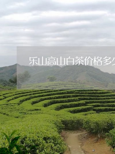 乐山高山白茶价格多少一斤/2023033187572