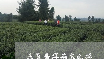 乐豆普洱茶怎么样/2023033048484