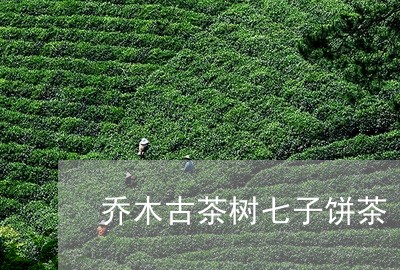 乔木古茶树七子饼茶/2023041683836