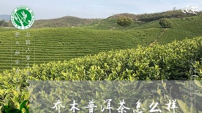 乔木普洱茶怎么样/2023041364926