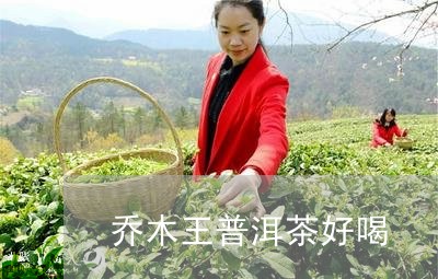 乔木王普洱茶好喝/2023040942605