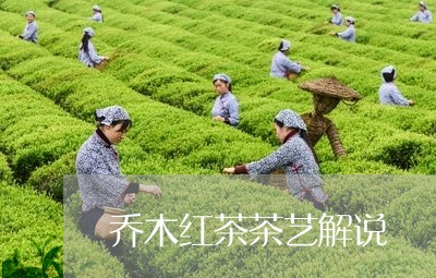 乔木红茶茶艺解说/2023032422716