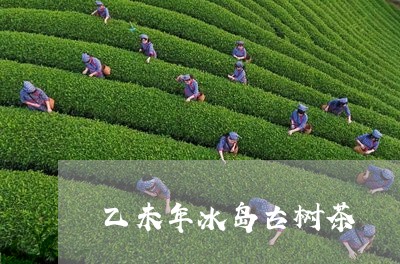 乙未年冰岛古树茶/2023032803925