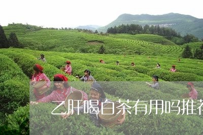 乙肝喝白茶有用吗推荐/2023033105048