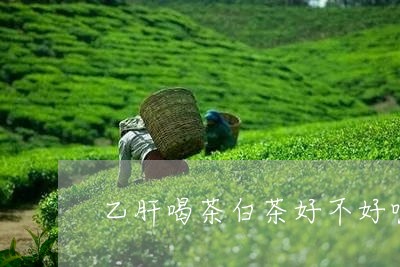 乙肝喝茶白茶好不好呢女性/2023033155046