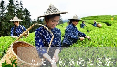 九七年的云南七子茶/2023032173817