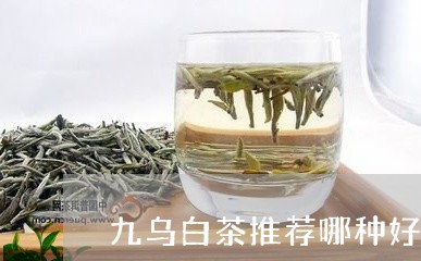 九乌白茶推荐哪种好喝一点/2023033107147