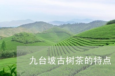 九台坡古树茶的特点/2023032270496