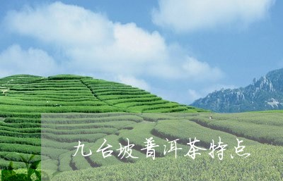 九台坡普洱茶特点/2023033164179