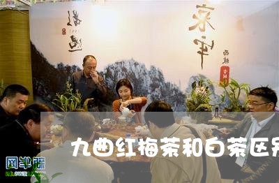 九曲红梅茶和白茶区别在哪/2023033151693