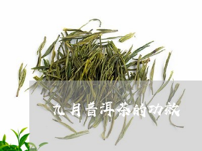 九月普洱茶的功效/2023033192704