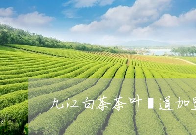 九江白茶茶叶渠道加盟官网/2023033176159