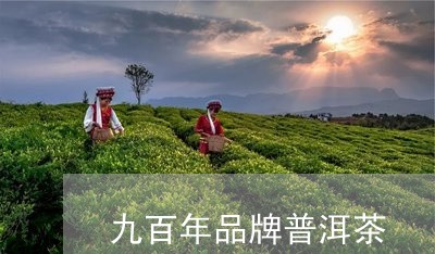 九百年品牌普洱茶/2023033047191