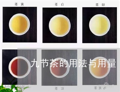 九节茶的用法与用量/2023041689472