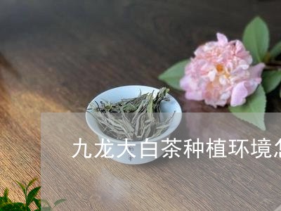 九龙大白茶种植环境怎么样/2023033190492