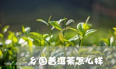 乡国普洱茶怎么样/2023033039583