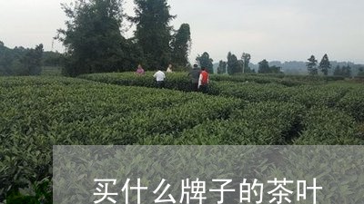 买什么牌子的茶叶/2023041335049