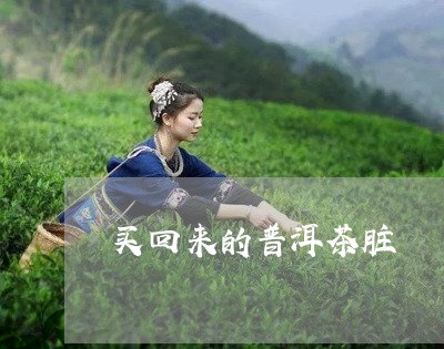 买回来的普洱茶脏/2023031670504