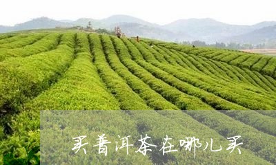 买普洱茶在哪儿买/2023031773049