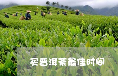 买普洱茶最佳时间/2023041109371