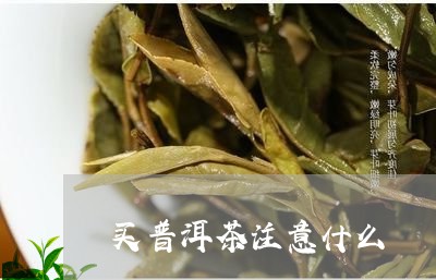 买普洱茶注意什么/2023041225281