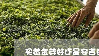 买黄金芽好还是安吉白茶好/2023033121626