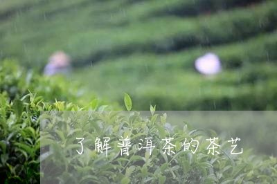 了解普洱茶的茶艺/2023041062816