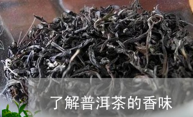 了解普洱茶的香味/2023041019502