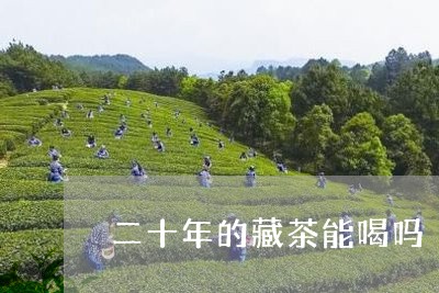 二十年的藏茶能喝吗/2023032097368