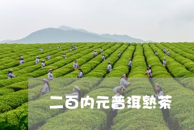 二百内元普洱熟茶/2023032921615