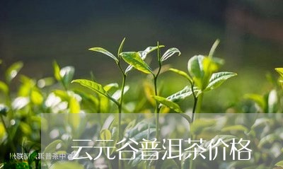 云元谷普洱茶价格/2023041476047