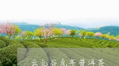 云元谷虎年普洱茶/2023041218402