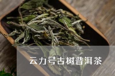 云力号古树普洱茶/2023033193048