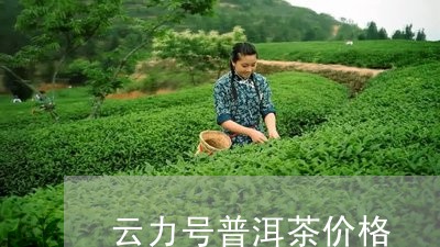 云力号普洱茶价格/2023033138179