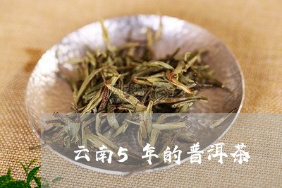 云南5年的普洱茶/2023033194949