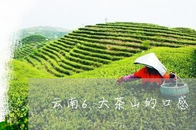 云南6大茶山的口感/2023032161846