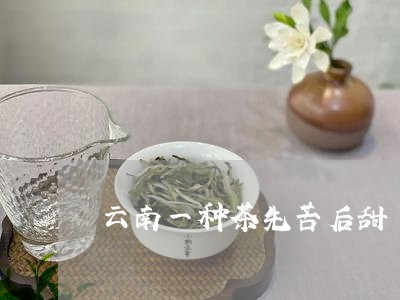 云南一种茶先苦后甜/2023032194139