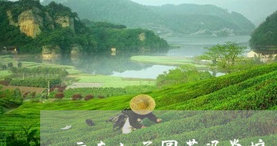 云南七子圆茶冯炎培/2023032103606